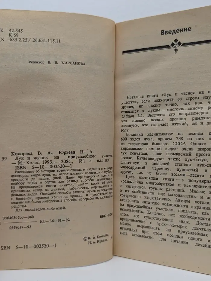 Лук и чеснок на приусадебном участке