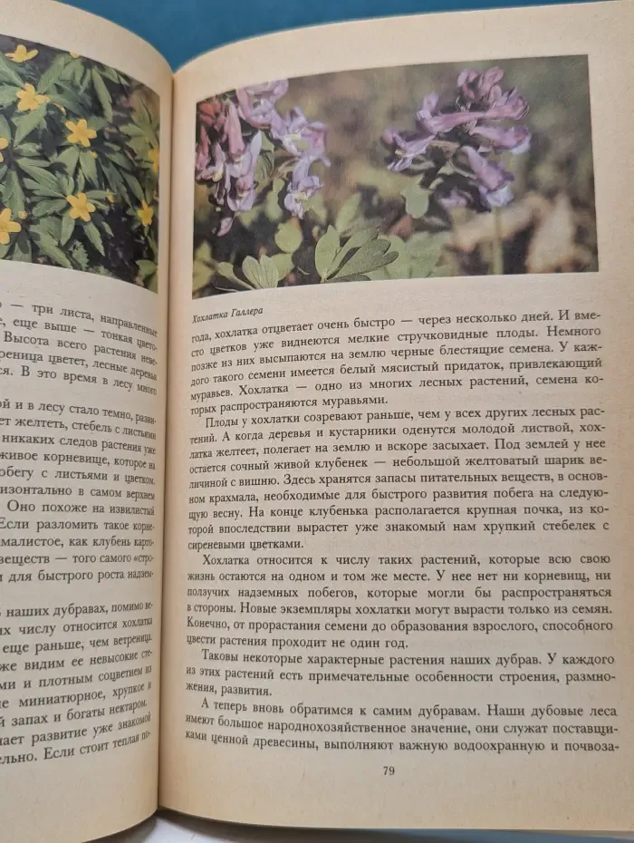 Растительный мир нашей Родины