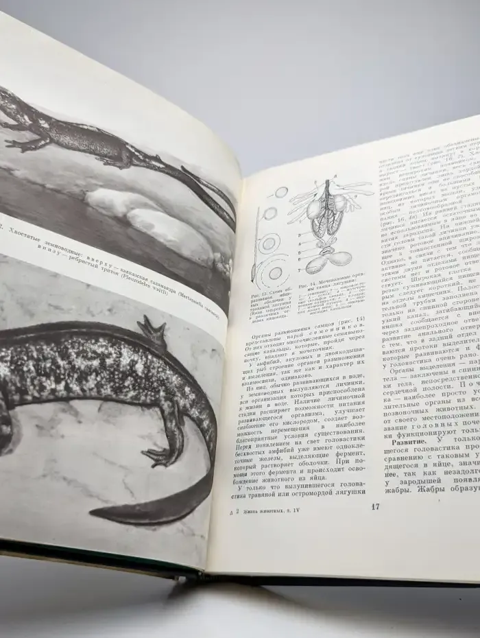 Жизнь животных. Том 4. Часть 2