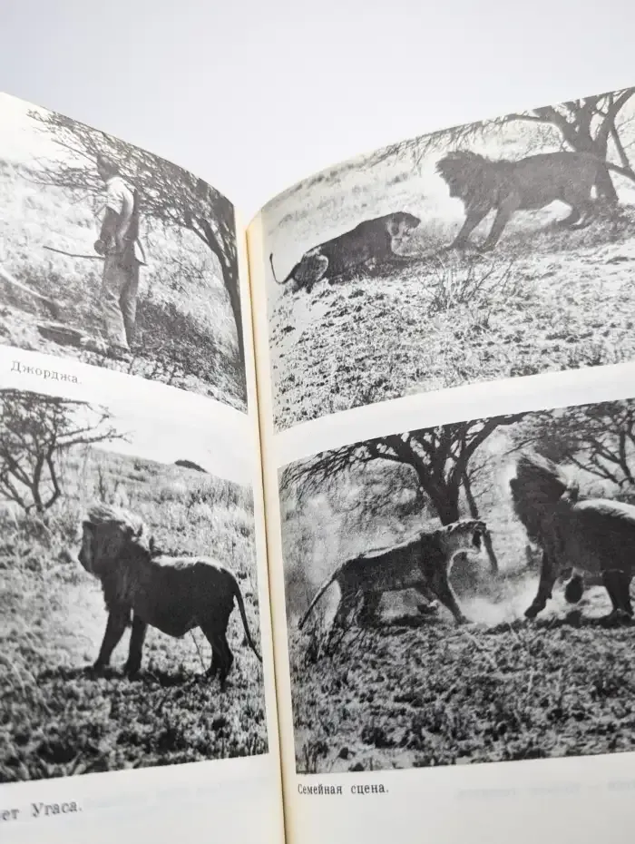 Пятнистый сфинкс