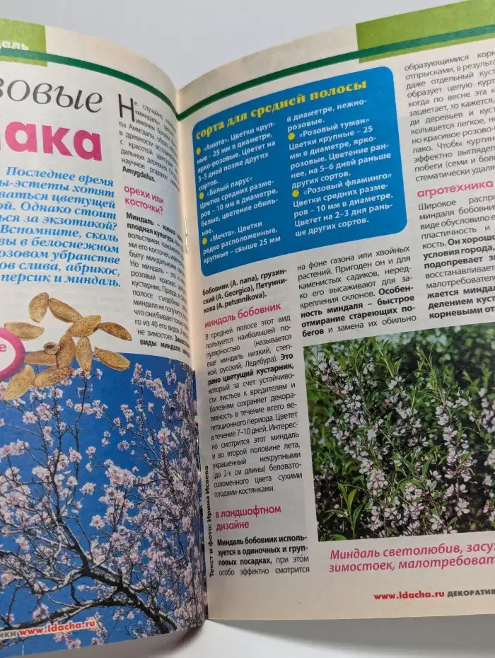 Моя любимая дача. №9, сентябрь 2013. Кустарники декоративные