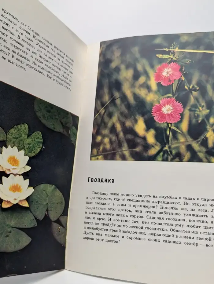 Хоровод лепестков