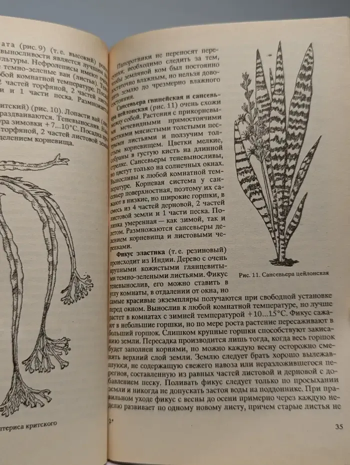 Комнатные и балконные растения