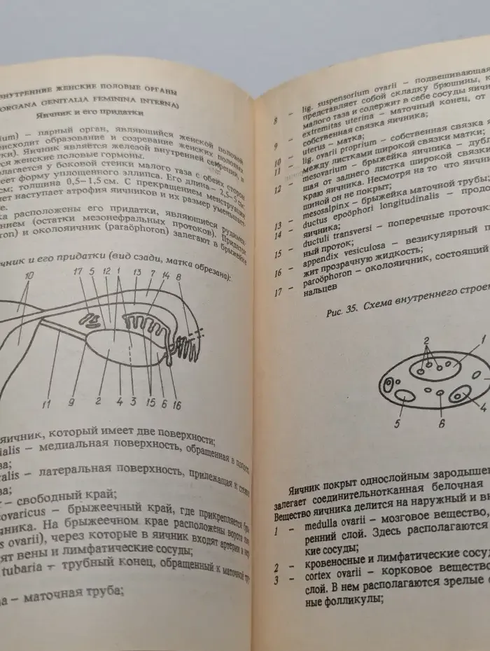 Мочеполовой аппарат