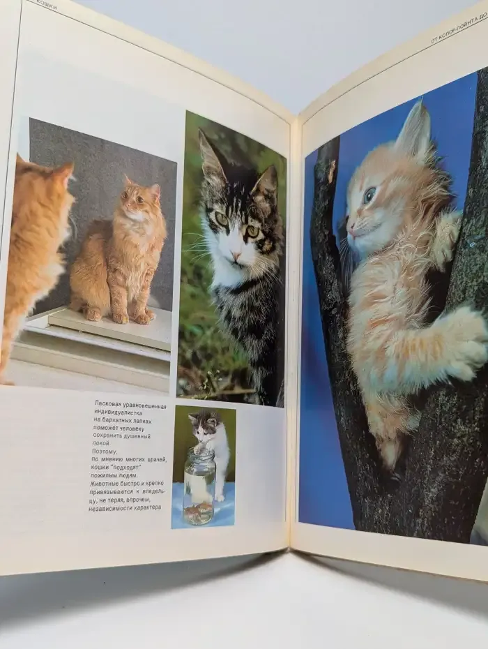 Кошки