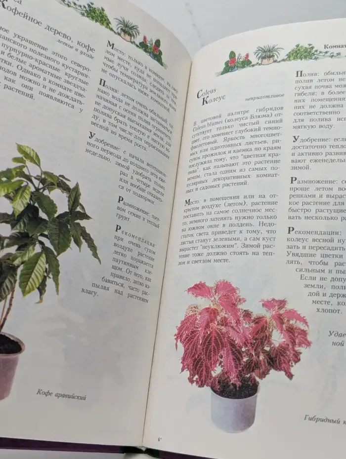 Комнатные растения. 365 советов