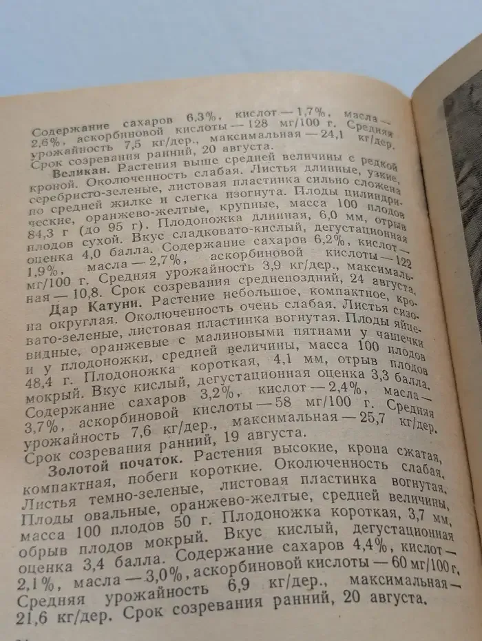 Облепиховый сад в Нечерноземье