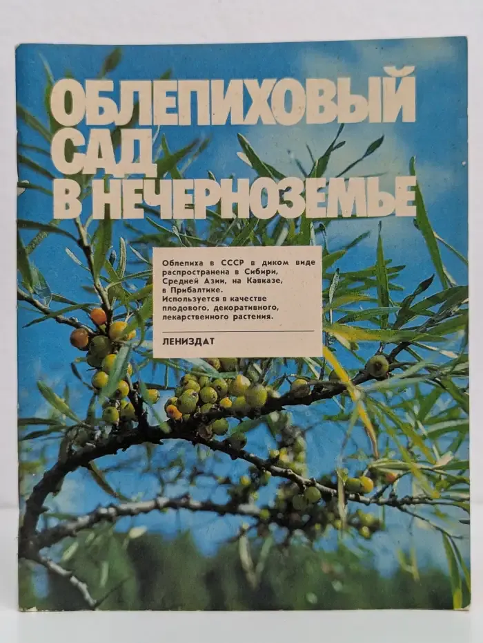 Облепиховый сад в Нечерноземье