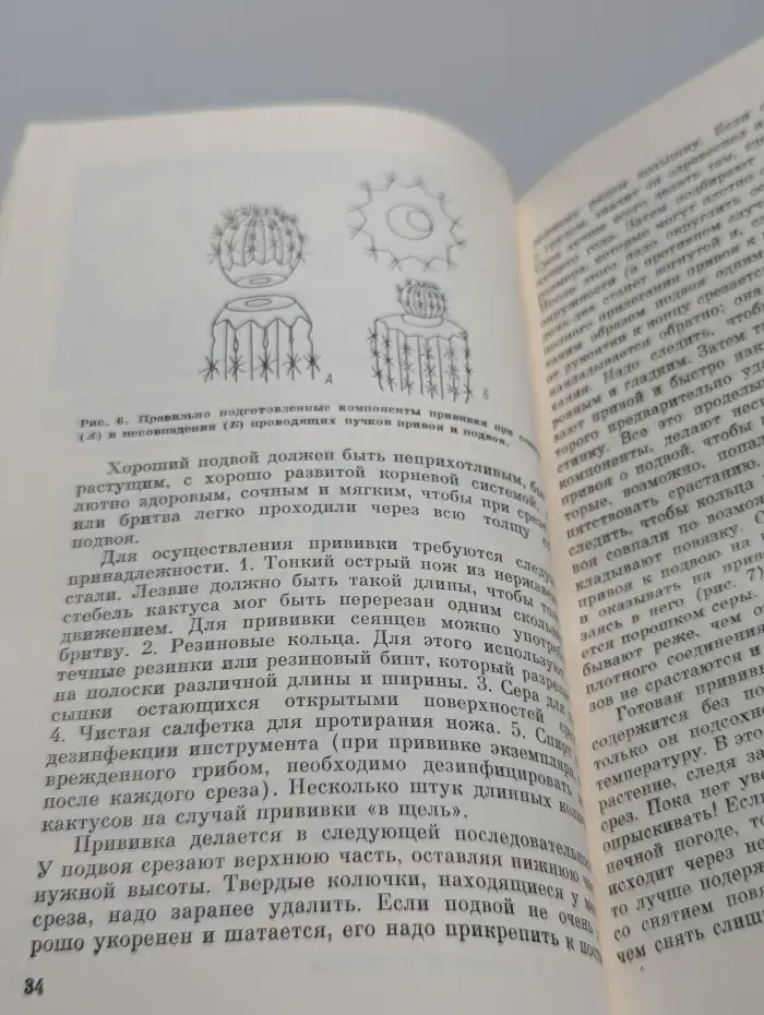 В мире кактусов