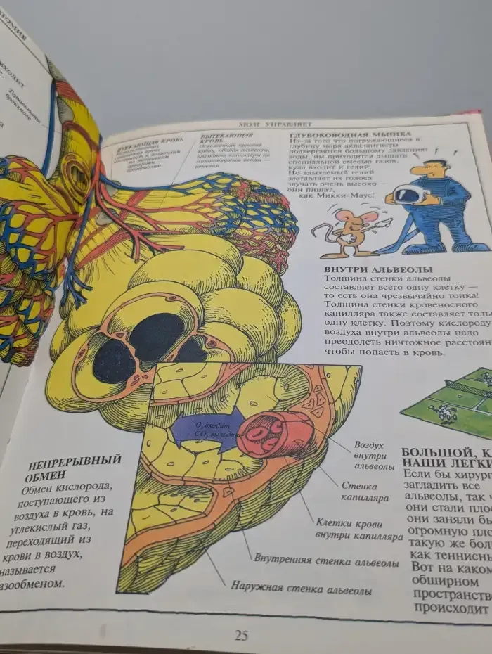 Обо всём на свете. Занимательная анатомия