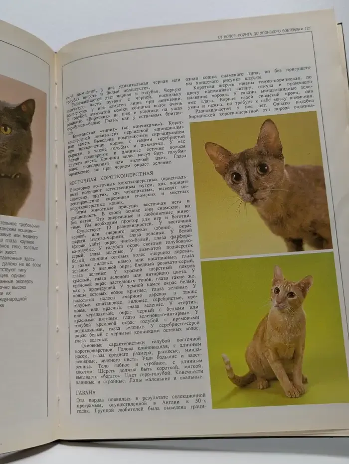 Кошки