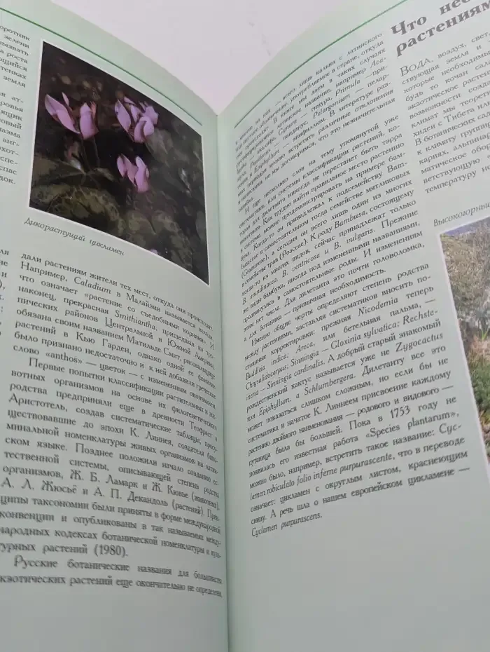 Цветы в нашем доме