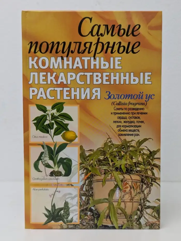 Самые популярные комнатные лекарственные растения