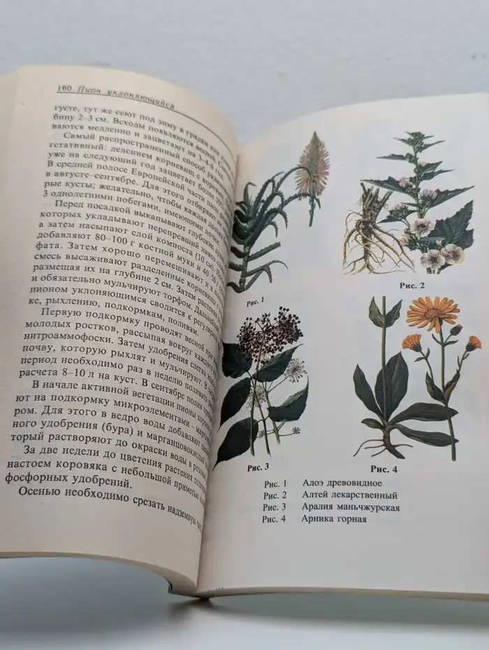 Лекарственные растения на приусадебном участке