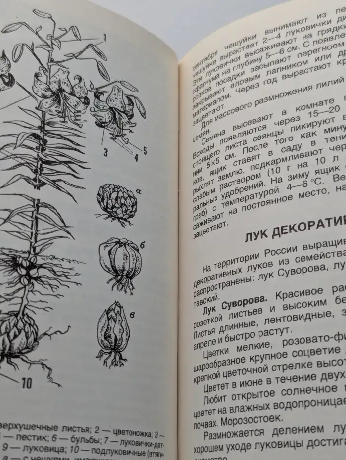 Цветы в саду