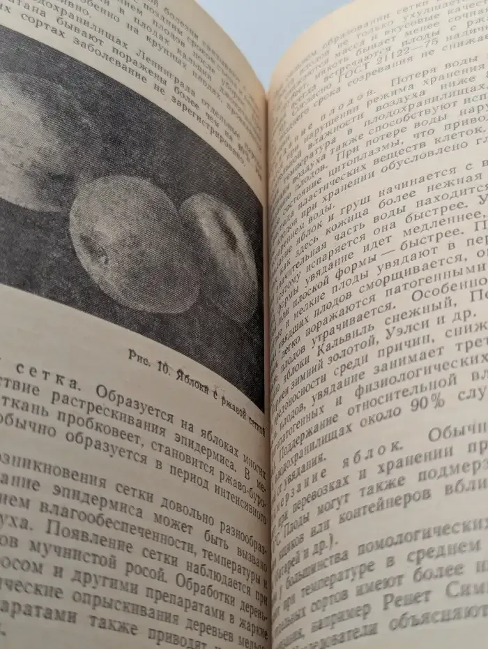 Заготовка и хранение плодов