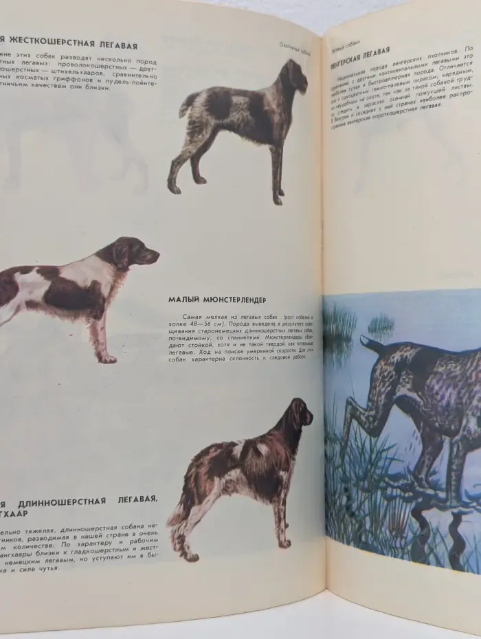 Охотничьи собаки