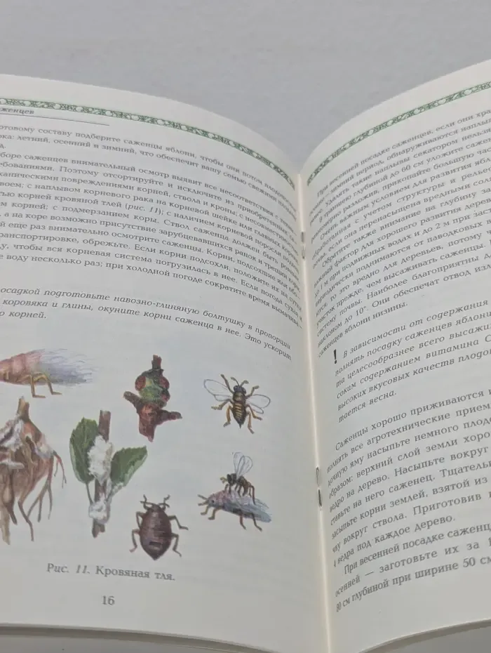 Все о яблоне