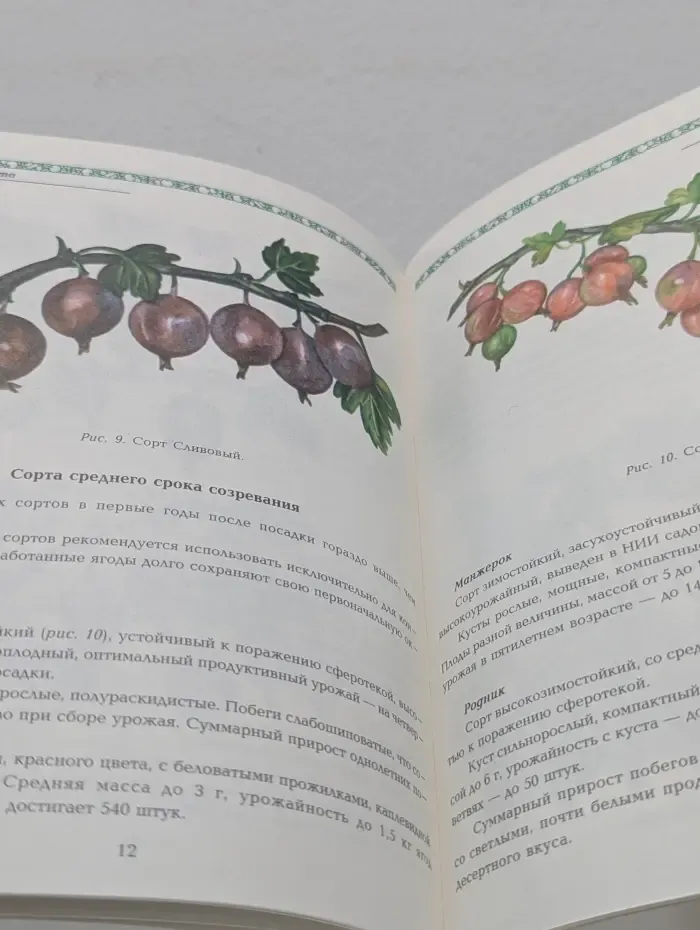 Сад и огород. Все о крыжовнике