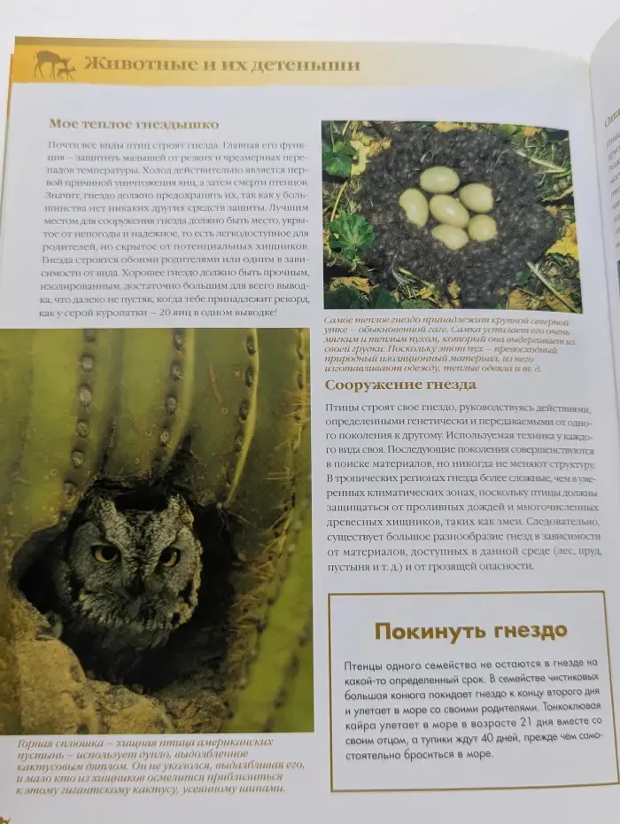 Энциклопедия животных. Животные и их детеныши. Школа жизни