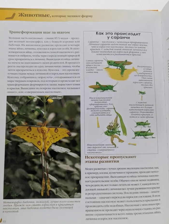 Энциклопедия животных. Животные, которые меняют форму