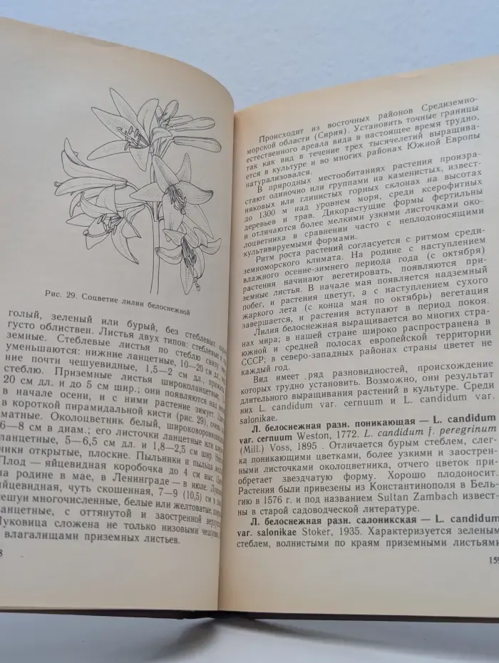 Лилии