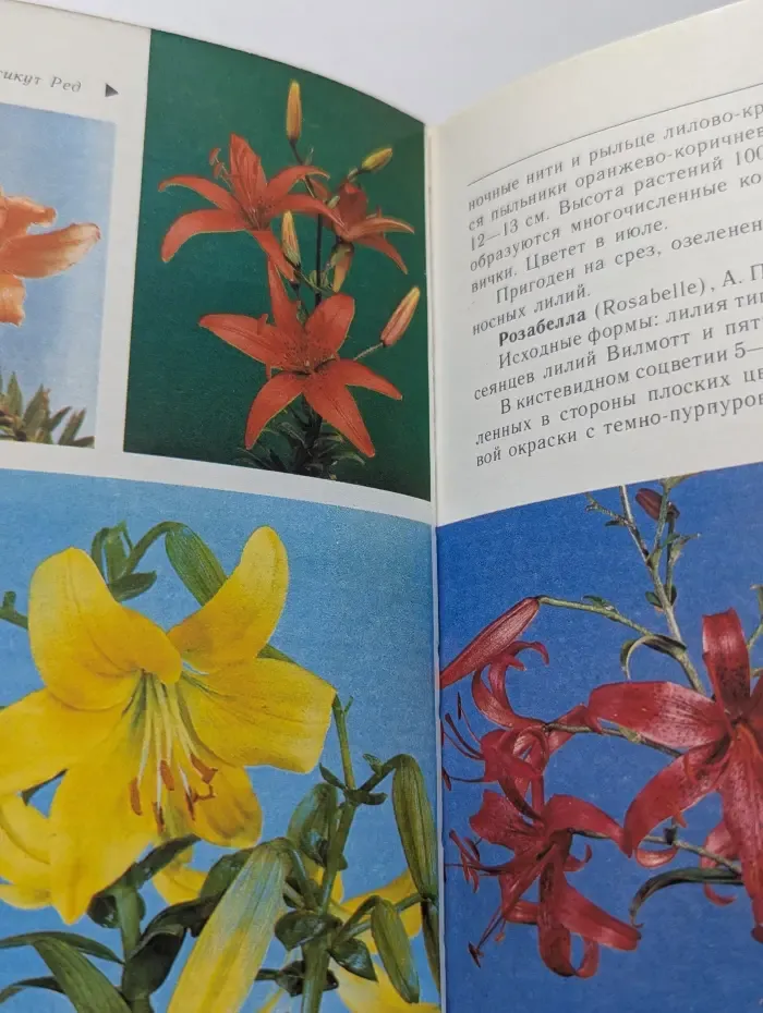 Лилии