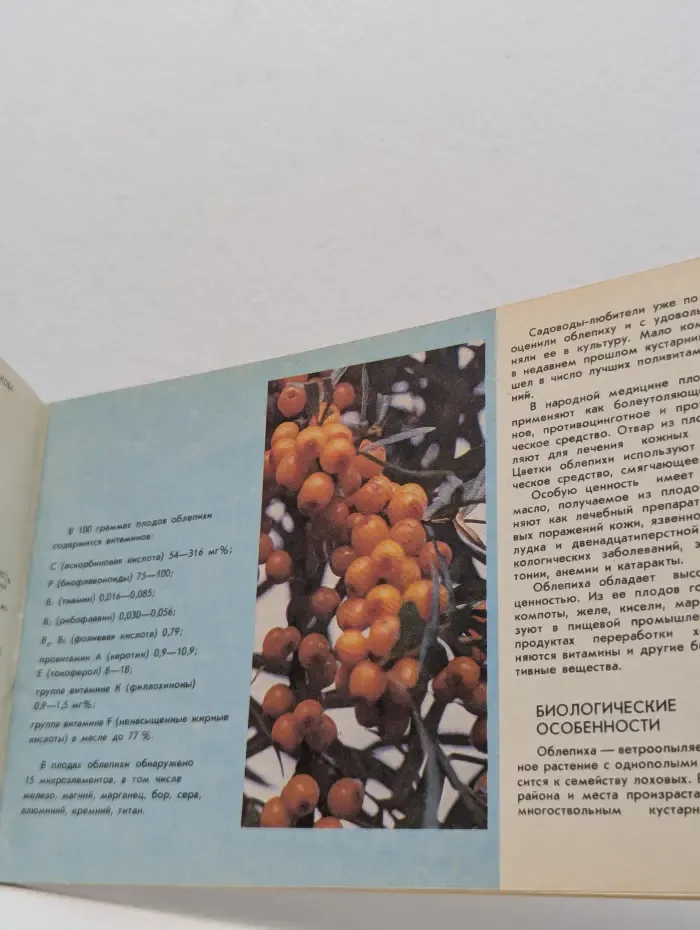 Облепиха