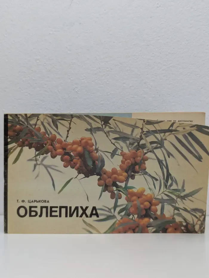 Облепиха