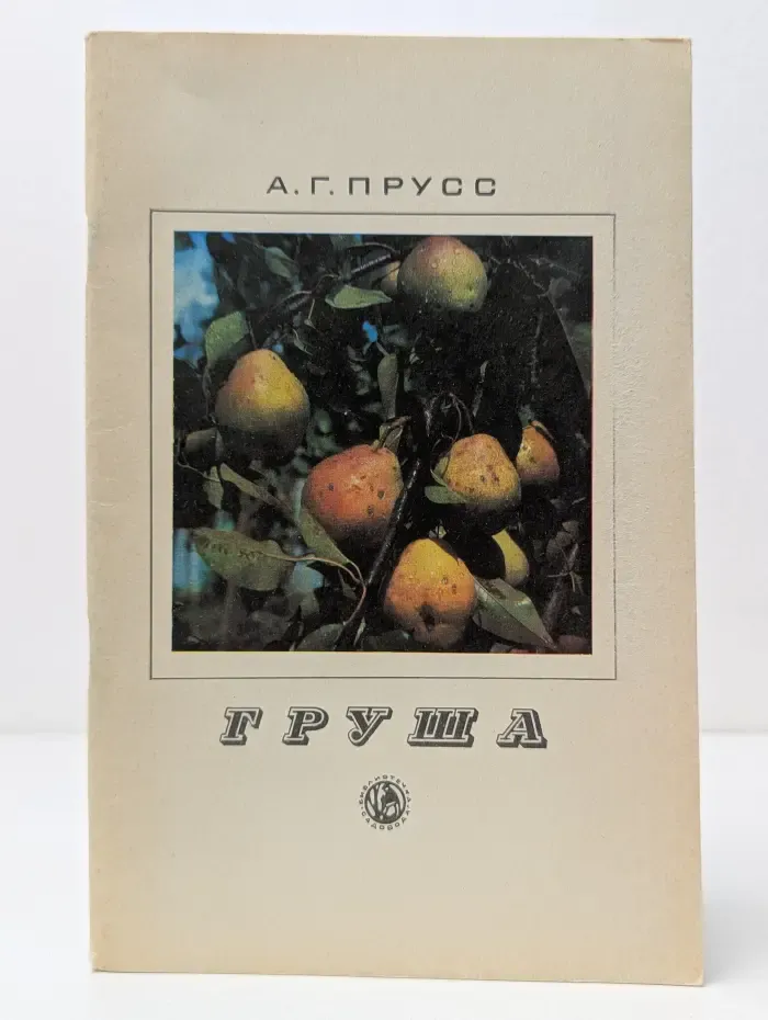 Груша