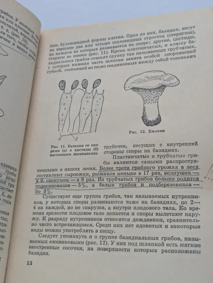 Грибы