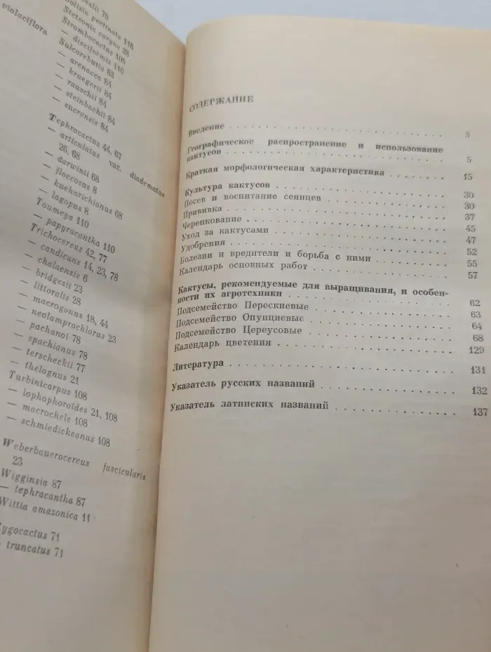 В мире кактусов