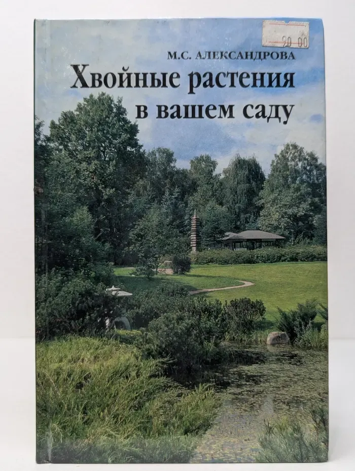 Хвойные растения в вашем саду