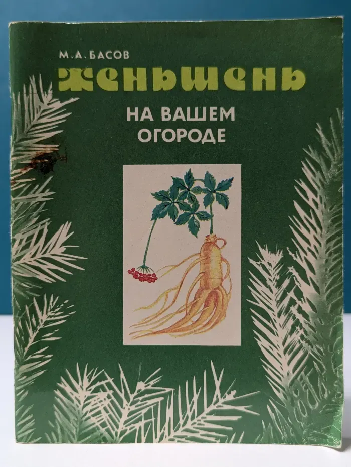Женьшень на вашем огороде