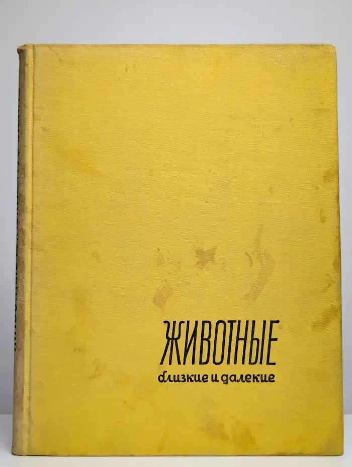 Животные близкие и далекие...