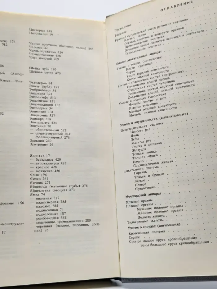 Анатомия человека