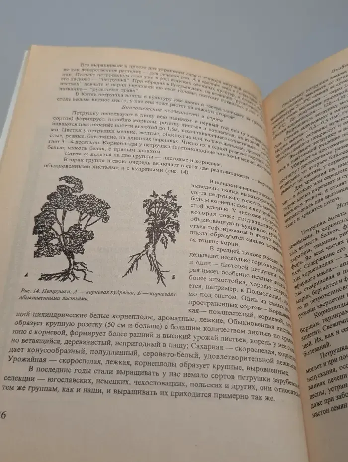 Китайская грядка на вашем огороде
